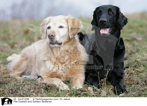 Flat Coated and Golden Retriever / DJ-01296