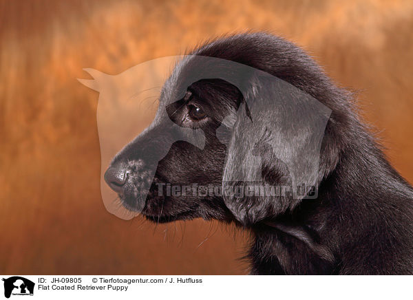 Flat Coated Retriever Welpe / Flat Coated Retriever Puppy / JH-09805