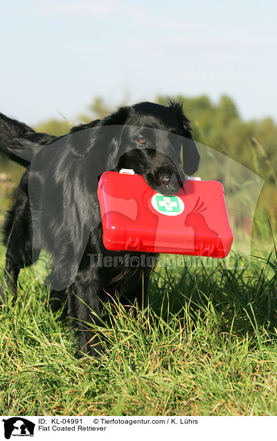 Flat Coated Retriever apportiert Erste Hilfe Kasten / Flat Coated Retriever / KL-04991