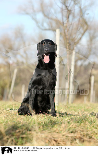 Flat Coated Retriever / Flat Coated Retriever / KL-05664