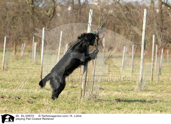 spielender Flat Coated Retriever / playing Flat Coated Retriever / KL-05670