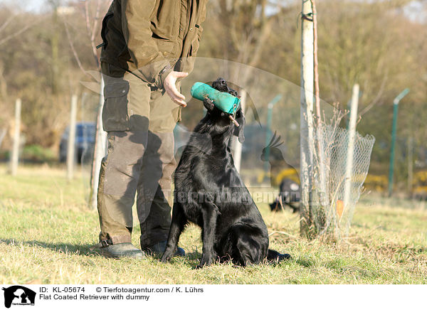 Flat Coated Retriever gibt Dummy aus / Flat Coated Retriever with dummy / KL-05674