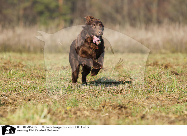 rennender Flat Coated Retriever / running Flat Coated Retriever / KL-05952