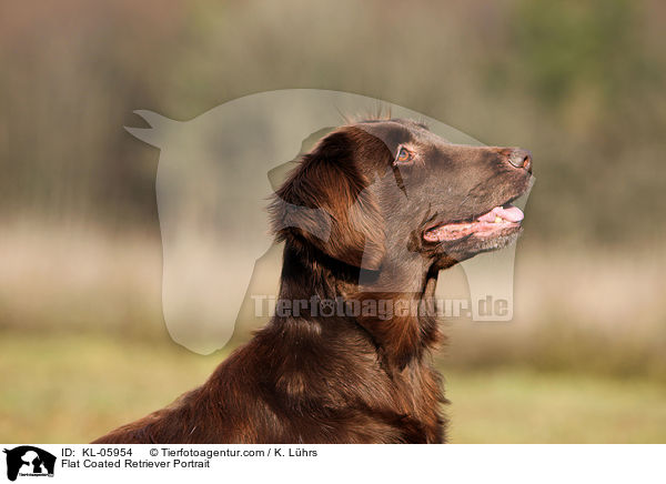 Flat Coated Retriever Portrait / Flat Coated Retriever Portrait / KL-05954