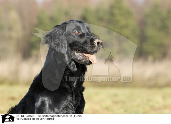 Flat Coated Retriever Portrait / Flat Coated Retriever Portrait / KL-05978