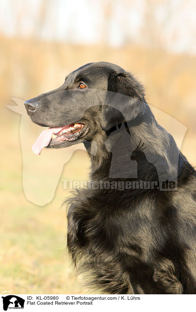 Flat Coated Retriever Portrait / Flat Coated Retriever Portrait / KL-05980