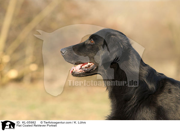 Flat Coated Retriever Portrait / Flat Coated Retriever Portrait / KL-05982