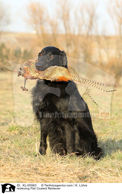 Flat Coated Retriever apportiert Fasan / retrieving Flat Coated Retriever / KL-05983