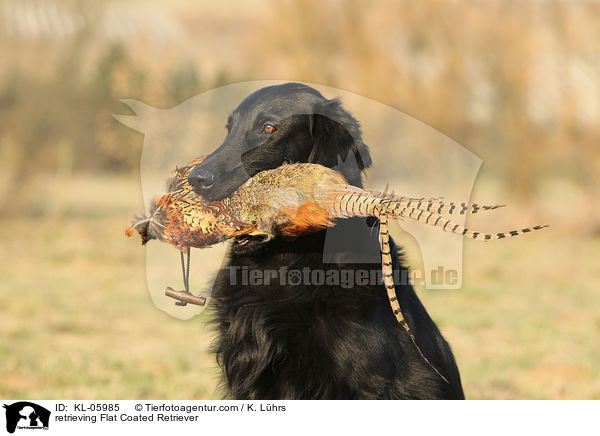 retrieving Flat Coated Retriever / KL-05985