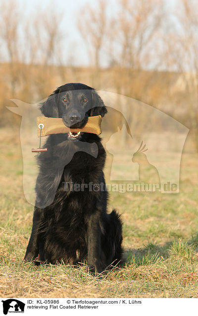 Flat Coated Retriever apportiert Dummy / retrieving Flat Coated Retriever / KL-05986