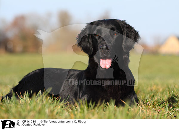 Flat Coated Retriever / Flat Coated Retriever / CR-01984