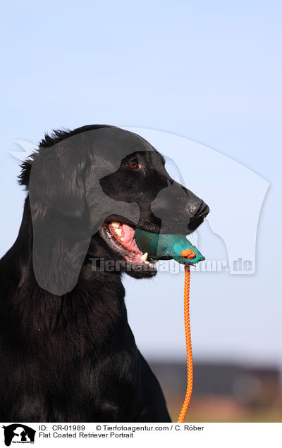 Flat Coated Retriever Portrait / Flat Coated Retriever Portrait / CR-01989