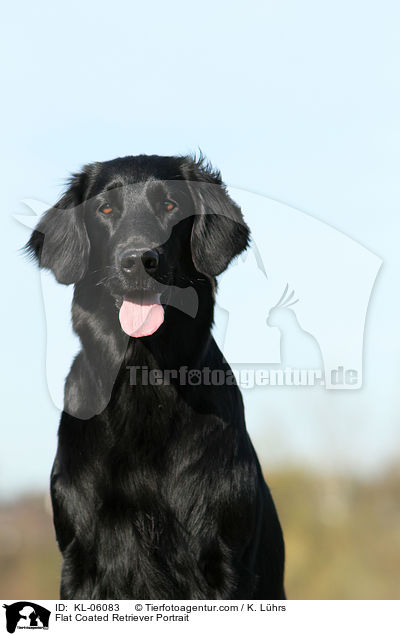 Flat Coated Retriever Portrait / Flat Coated Retriever Portrait / KL-06083