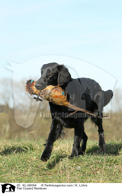 Flat Coated Retriever / Flat Coated Retriever / KL-06094