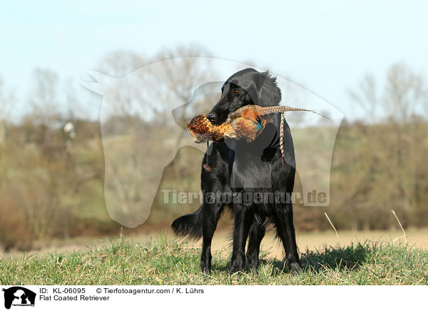 Flat Coated Retriever / Flat Coated Retriever / KL-06095