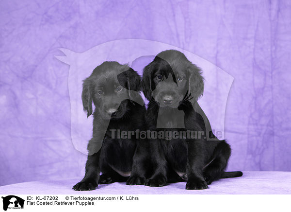 Flat Coated Retriever Welpen / Flat Coated Retriever Puppies / KL-07202