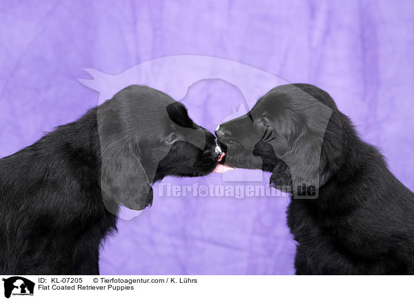 Flat Coated Retriever Welpen / Flat Coated Retriever Puppies / KL-07205