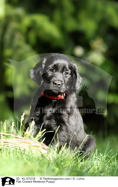 Flat Coated Retriever Welpe / Flat Coated Retriever Puppy / KL-07218