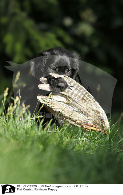 Flat Coated Retriever Welpe / Flat Coated Retriever Puppy / KL-07220