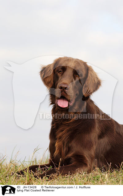 liegender Flat Coated Retriever / lying Flat Coated Retriever / JH-13428