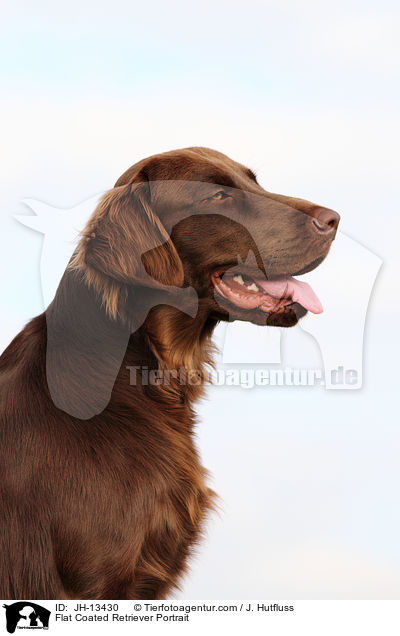 Flat Coated Retriever Portrait / Flat Coated Retriever Portrait / JH-13430