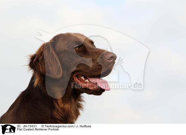 Flat Coated Retriever Portrait / Flat Coated Retriever Portrait / JH-13431