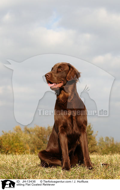 sitzender Flat Coated Retriever / sitting Flat Coated Retriever / JH-13436