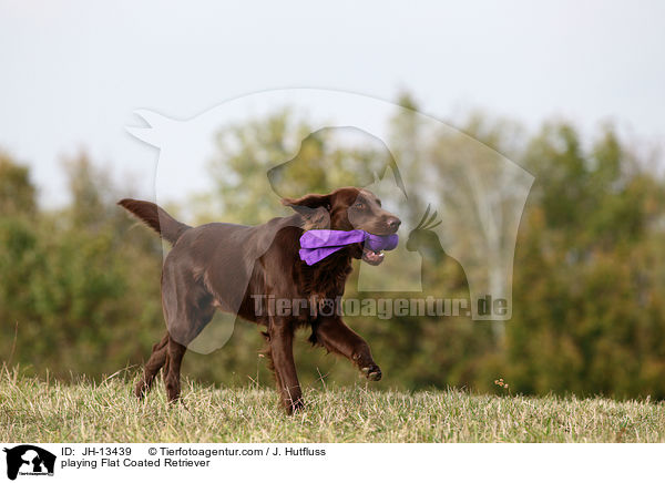 spielender Flat Coated Retriever / playing Flat Coated Retriever / JH-13439