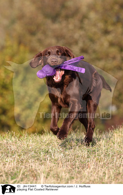 spielender Flat Coated Retriever / playing Flat Coated Retriever / JH-13441