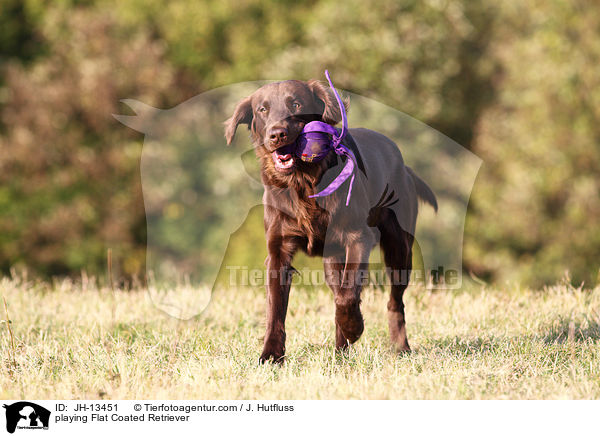 spielender Flat Coated Retriever / playing Flat Coated Retriever / JH-13451