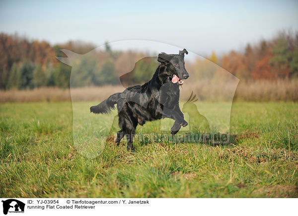 rennender Flat Coated Retriever / running Flat Coated Retriever / YJ-03954