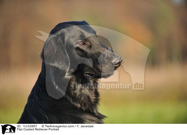 Flat Coated Retriever Portrait / Flat Coated Retriever Portrait / YJ-03957