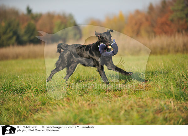 spielender Flat Coated Retriever / playing Flat Coated Retriever / YJ-03960