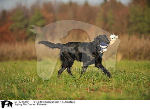 spielender Flat Coated Retriever / playing Flat Coated Retriever / YJ-03961