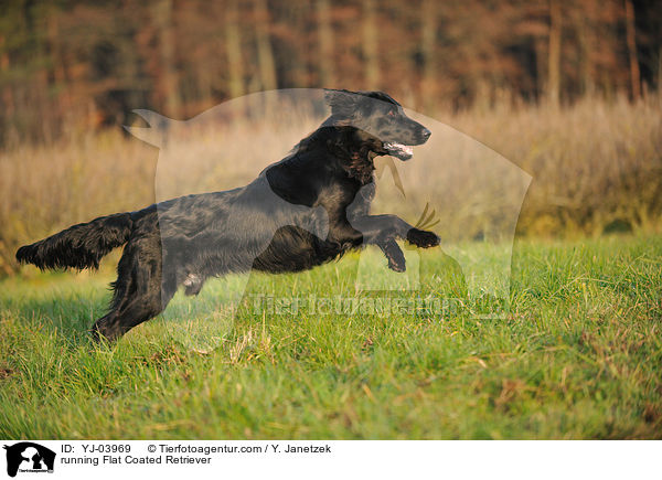 rennender Flat Coated Retriever / running Flat Coated Retriever / YJ-03969