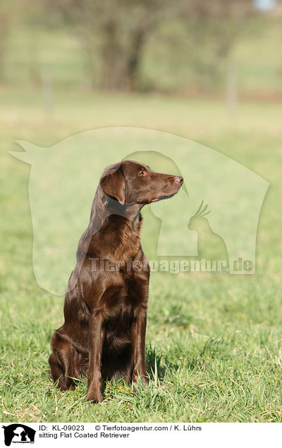 sitzender Flat Coated Retriever / sitting Flat Coated Retriever / KL-09023