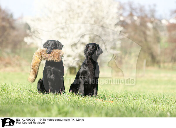 Flat Coated Retriever / Flat Coated Retriever / KL-09026