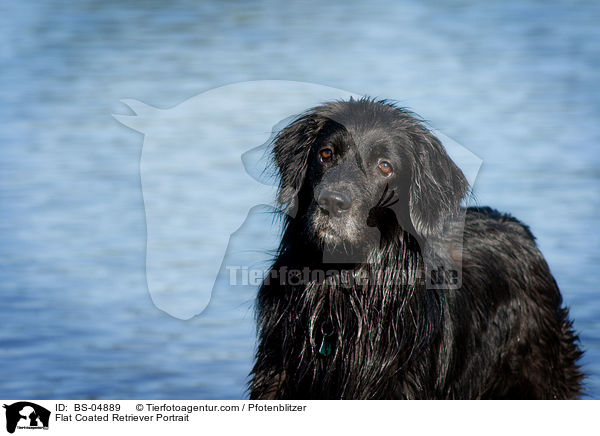 Flat Coated Retriever Portrait / Flat Coated Retriever Portrait / BS-04889