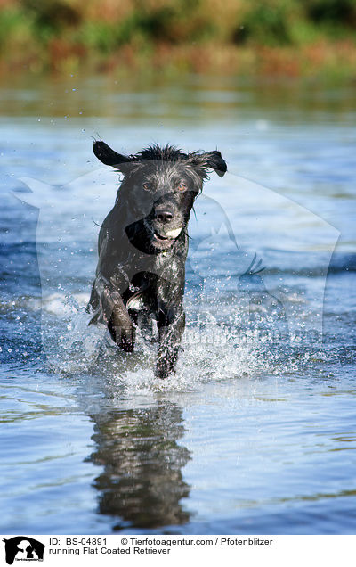 rennender Flat Coated Retriever / running Flat Coated Retriever / BS-04891