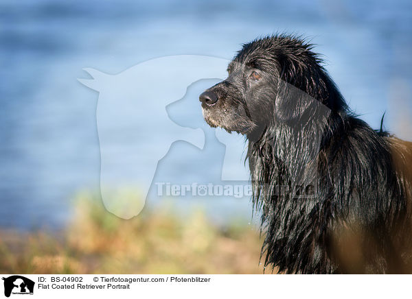 Flat Coated Retriever Portrait / Flat Coated Retriever Portrait / BS-04902