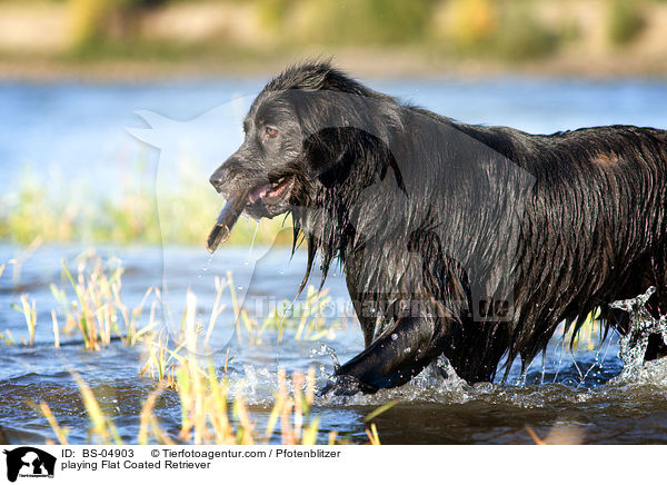 spielender Flat Coated Retriever / playing Flat Coated Retriever / BS-04903