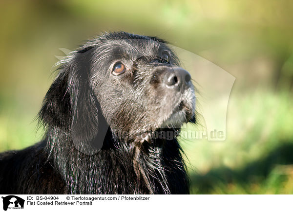 Flat Coated Retriever Portrait / Flat Coated Retriever Portrait / BS-04904