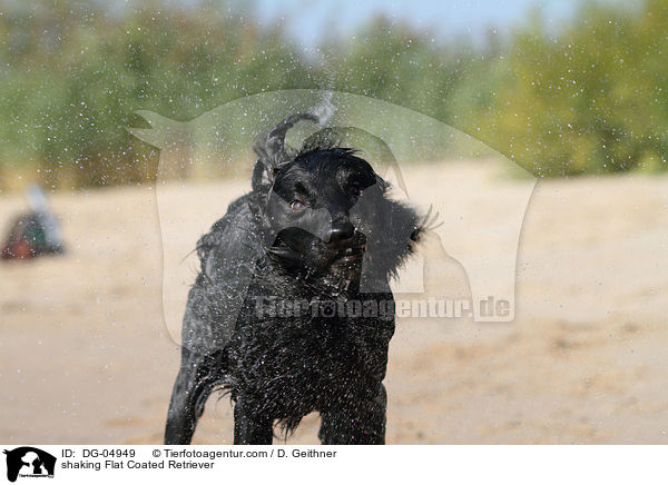 Flat Coated Retriever schttelt sich / shaking Flat Coated Retriever / DG-04949