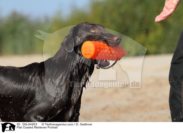 Flat Coated Retriever Portrait / Flat Coated Retriever Portrait / DG-04953