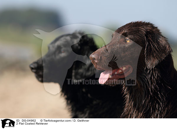 2 Flat Coated Retriever / 2 Flat Coated Retriever / DG-04962