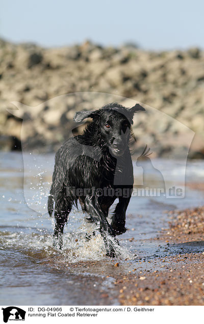 rennender Flat Coated Retriever / running Flat Coated Retriever / DG-04966