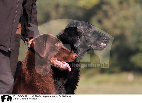 2 Flat Coated Retriever / 2 Flat Coated Retriever / DG-04991