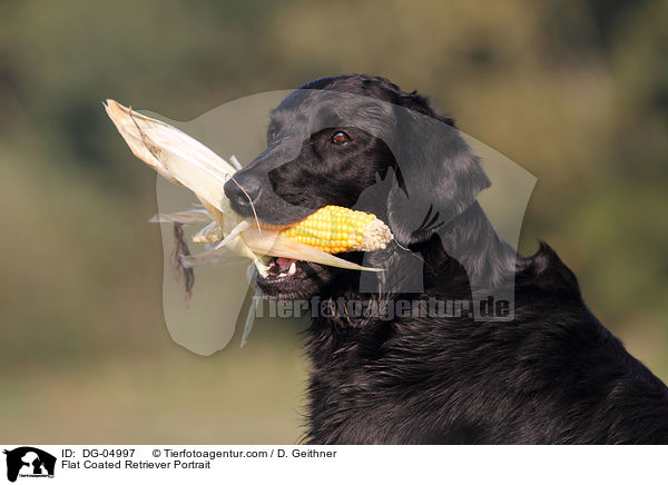 Flat Coated Retriever Portrait / Flat Coated Retriever Portrait / DG-04997