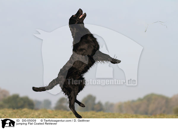 springender Flat Coated Retriever / jumping Flat Coated Retriever / DG-05009