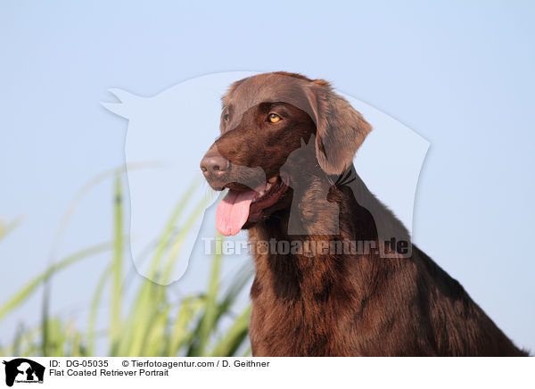 Flat Coated Retriever Portrait / Flat Coated Retriever Portrait / DG-05035